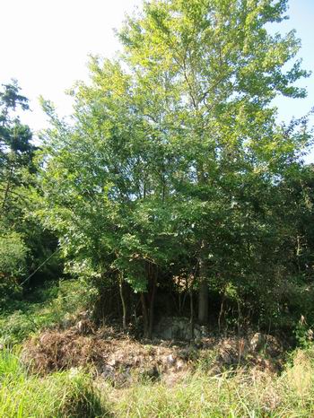雁荡山能仁村发现宋代高僧能仁寺开山祖师全了塔(图4)
