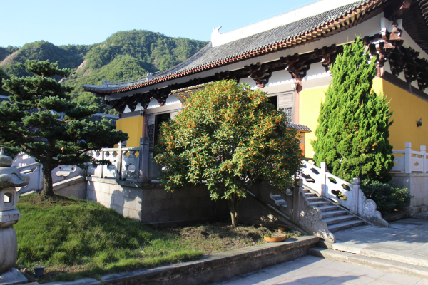 金秋十月雁荡山能仁寺金桂飘香(图2)