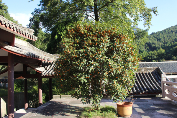 金秋十月雁荡山能仁寺金桂飘香(图3)