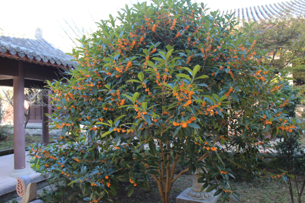 金秋十月雁荡山能仁寺金桂飘香(图1)