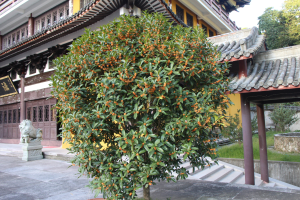 金秋十月雁荡山能仁寺金桂飘香(图4)