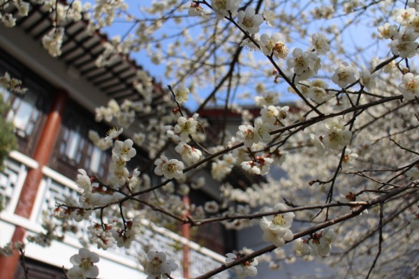 “梅花香自苦寒来”--记能仁寺怒放的白梅(图22)
