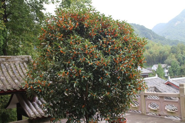 金秋十月雁荡山能仁寺金桂飘香(图1)