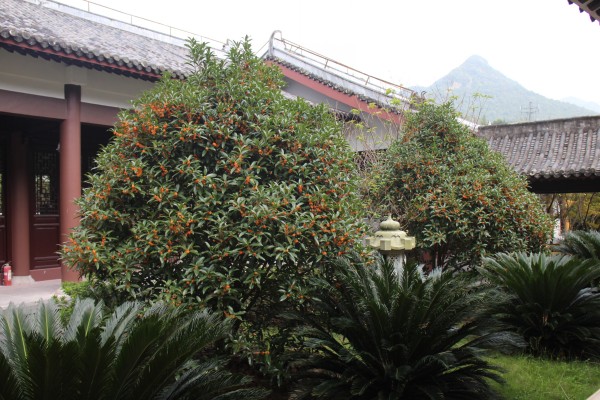 金秋十月雁荡山能仁寺金桂飘香(图5)