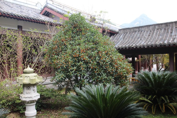 金秋十月雁荡山能仁寺金桂飘香(图6)