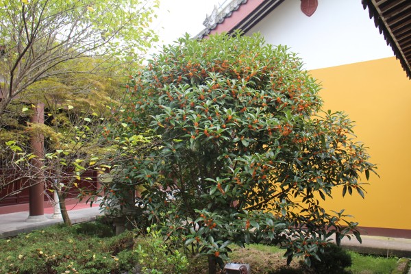 金秋十月雁荡山能仁寺金桂飘香(图7)