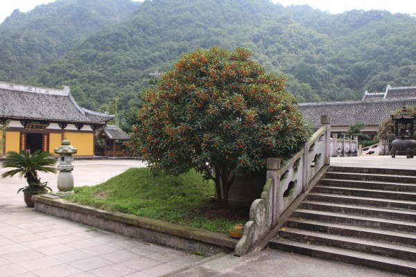 金秋十月雁荡山能仁寺金桂飘香(图8)