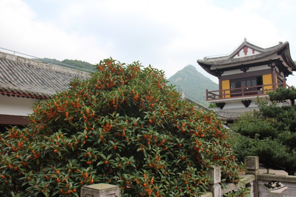 金秋十月雁荡山能仁寺金桂飘香(图9)