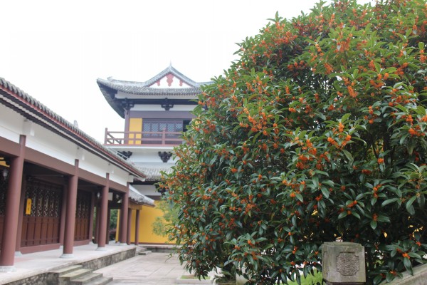 金秋十月雁荡山能仁寺金桂飘香(图18)