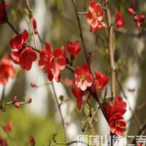 《地藏菩萨本愿经》讲记 （61）