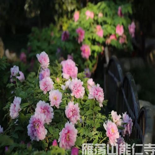 《地藏菩萨本愿经》讲记 （65）